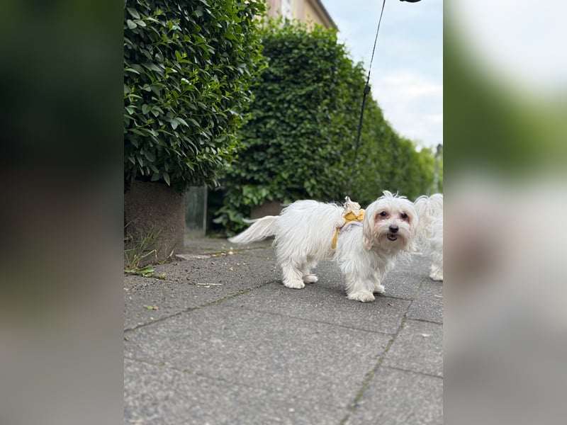 Süße Malteser-Hündin, 1 Jahr alt, stubenrein und liebevoll