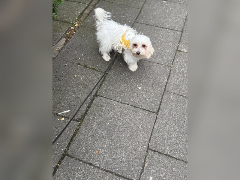Süße Malteser-Hündin, 1 Jahr alt, stubenrein und liebevoll