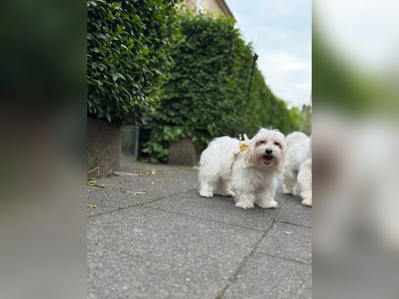 Süße Malteser-Hündin, 1 Jahr alt, stubenrein und liebevoll