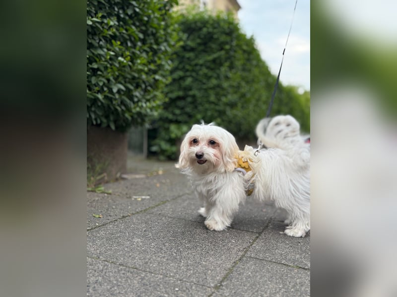 Süße Malteser-Hündin, 1 Jahr alt, stubenrein und liebevoll
