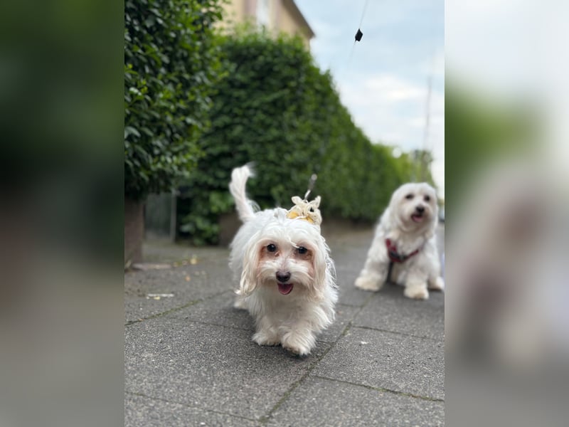 Süße Malteser-Hündin, 1 Jahr alt, stubenrein und liebevoll