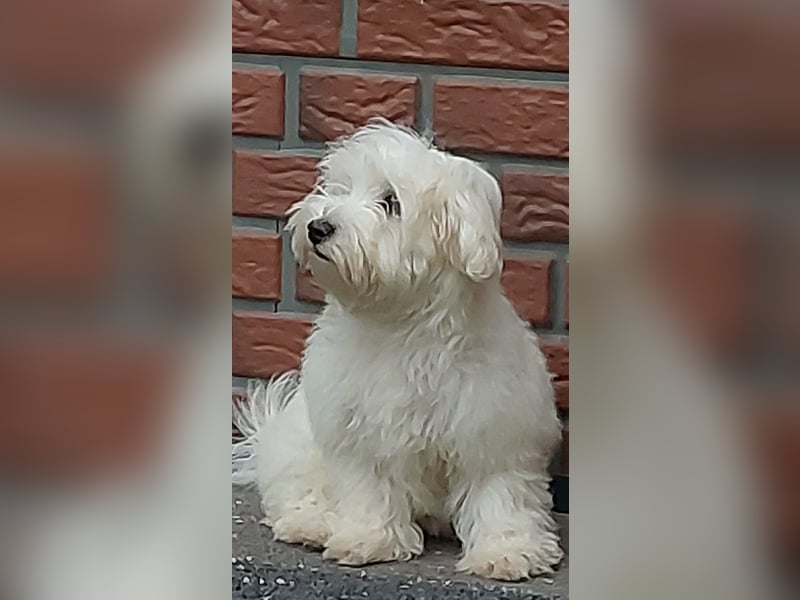 Fröhlicher Speedy sucht sein Zuhause