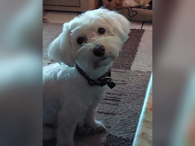 Fröhlicher Speedy sucht sein Zuhause