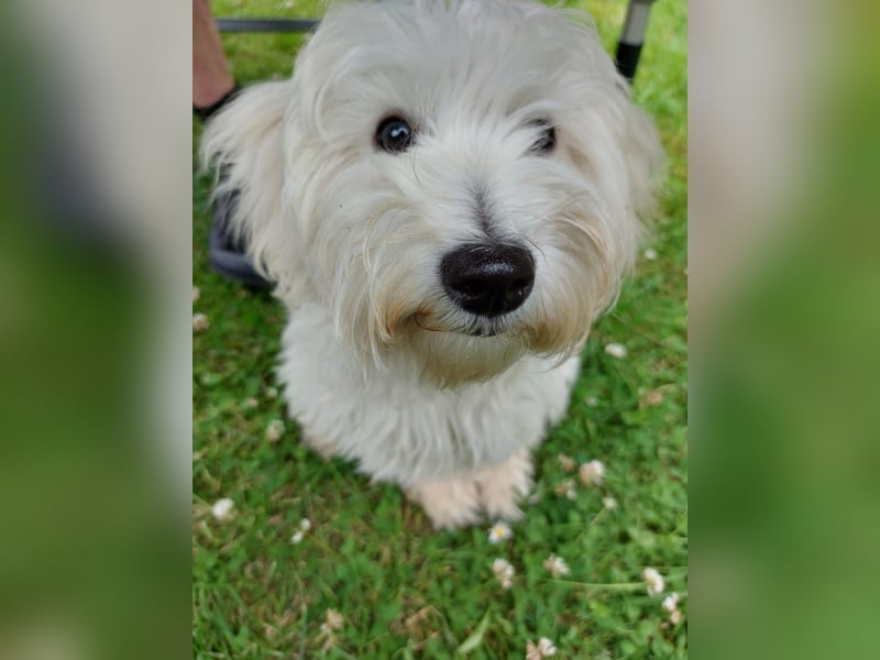 Fröhlicher Speedy sucht sein Zuhause