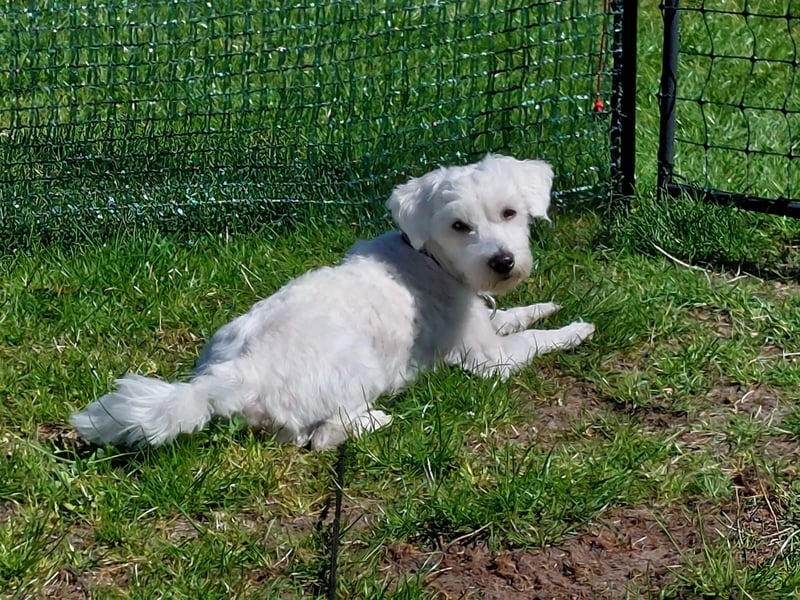 Fröhlicher Speedy sucht sein Zuhause