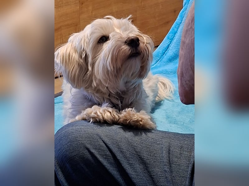Fröhlicher Speedy sucht sein Zuhause