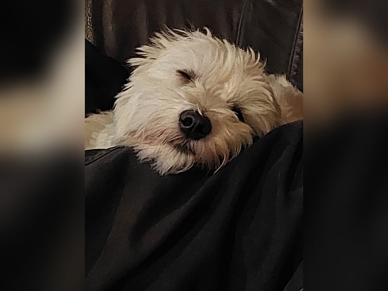 Fröhlicher Speedy sucht sein Zuhause