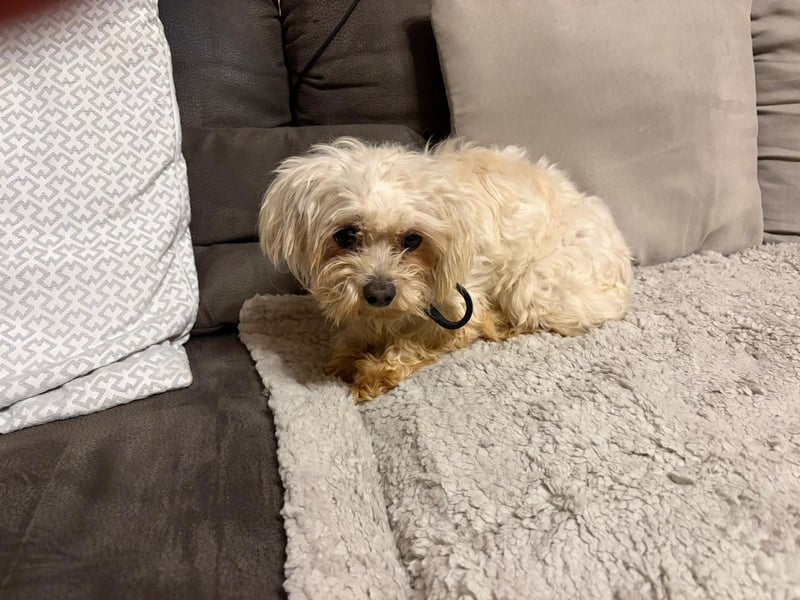 Sanfter Malteser-Rüde sucht liebevolles Zuhause 