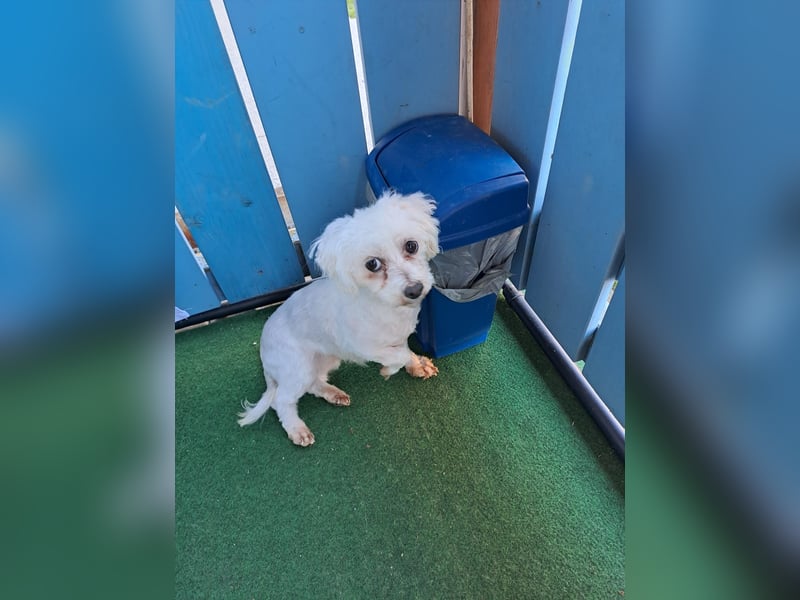 Bodza PP Raus aus dem Tierheim rein ins Glück