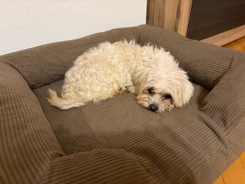 Sanfter Malteser-Rüde sucht liebevolles Zuhause 