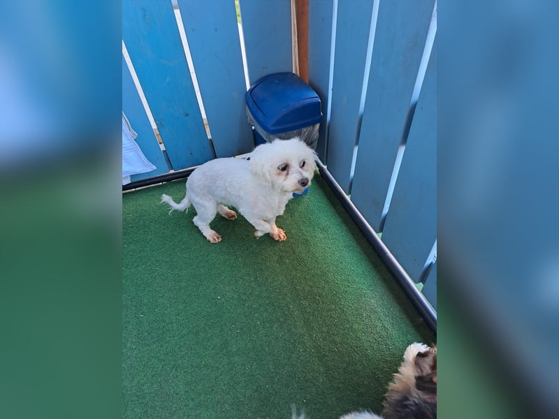 Bodza PP Raus aus dem Tierheim rein ins Glück