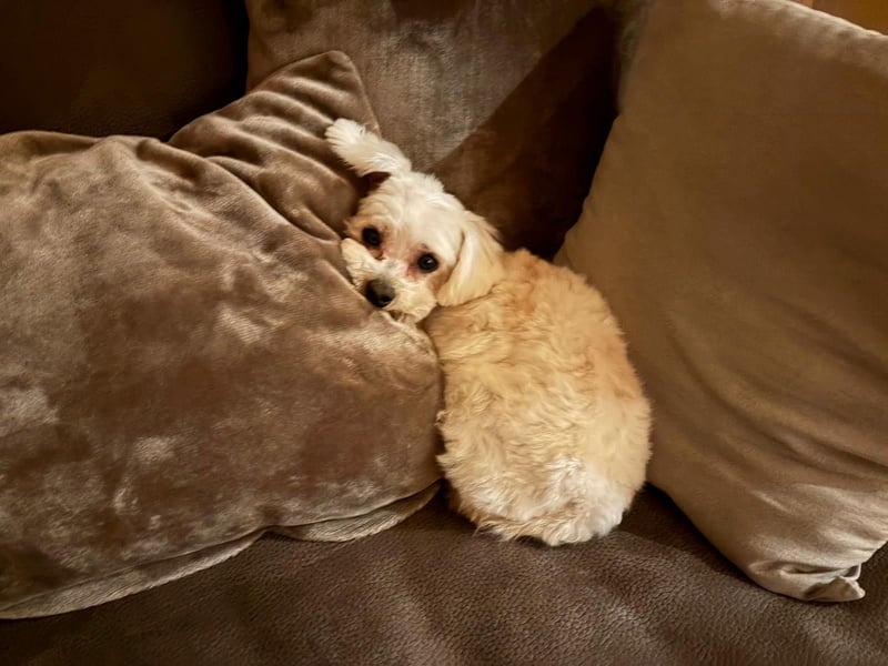 Sanfter Malteser-Rüde sucht liebevolles Zuhause 