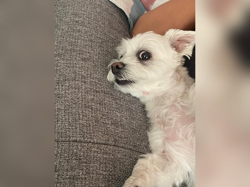 Susi  Einzelprinzessin aus 86316