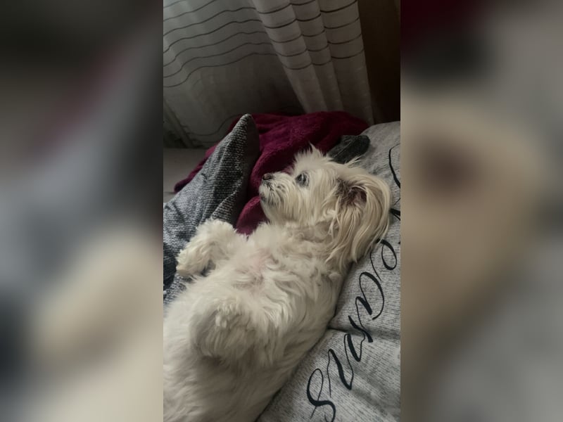 Susi  Einzelprinzessin aus 86316