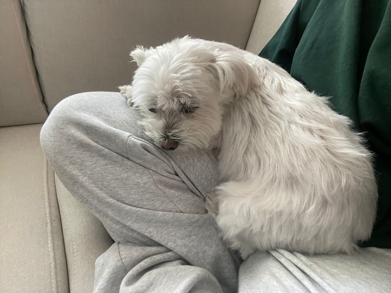 Susi  Einzelprinzessin aus 86316