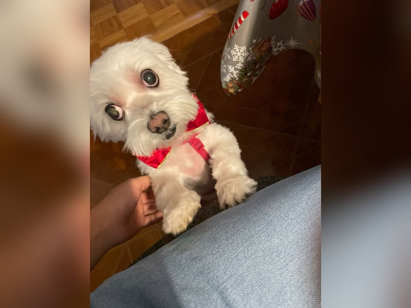 Susi  Einzelprinzessin aus 86316