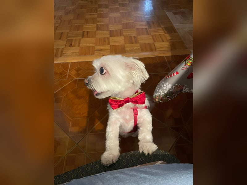 Susi  Einzelprinzessin aus 86316