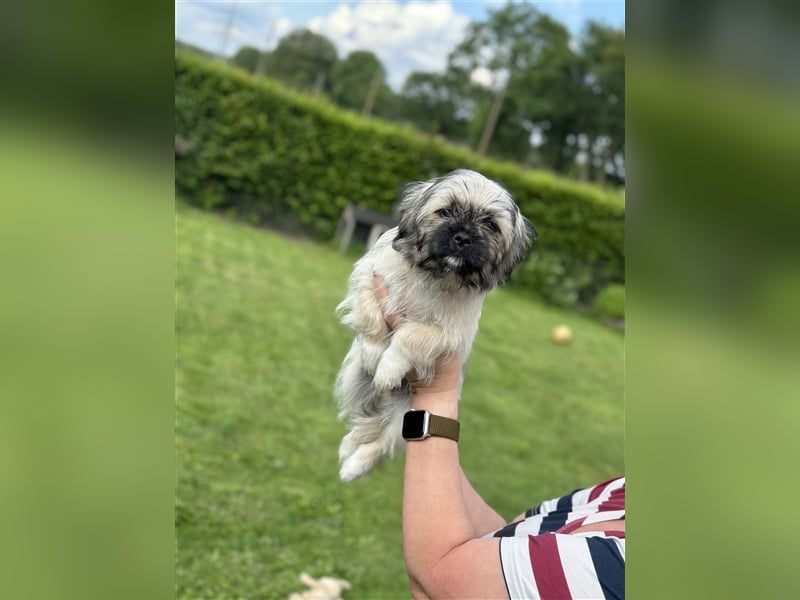 3x Malteser Pekinese