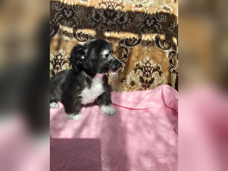 Maltichi Welpen verkaufen