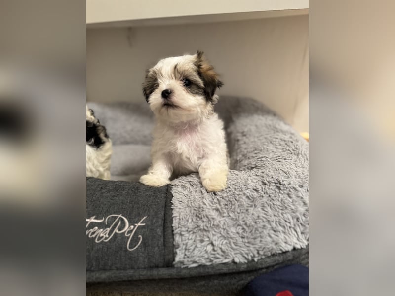 4 kleine Malteser/ Shi-Tzu Welpen suchen ein liebevolles Zuhause