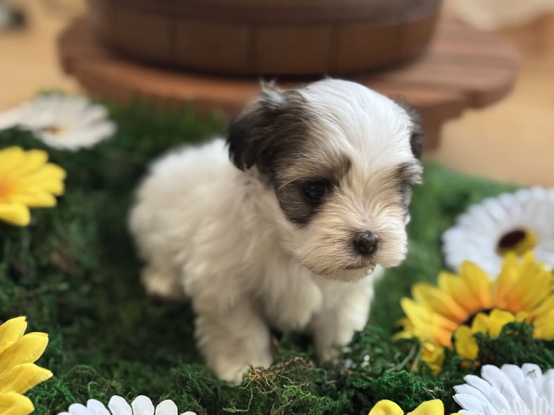 4 kleine Malteser/ Shi-Tzu Welpen suchen ein liebevolles Zuhause