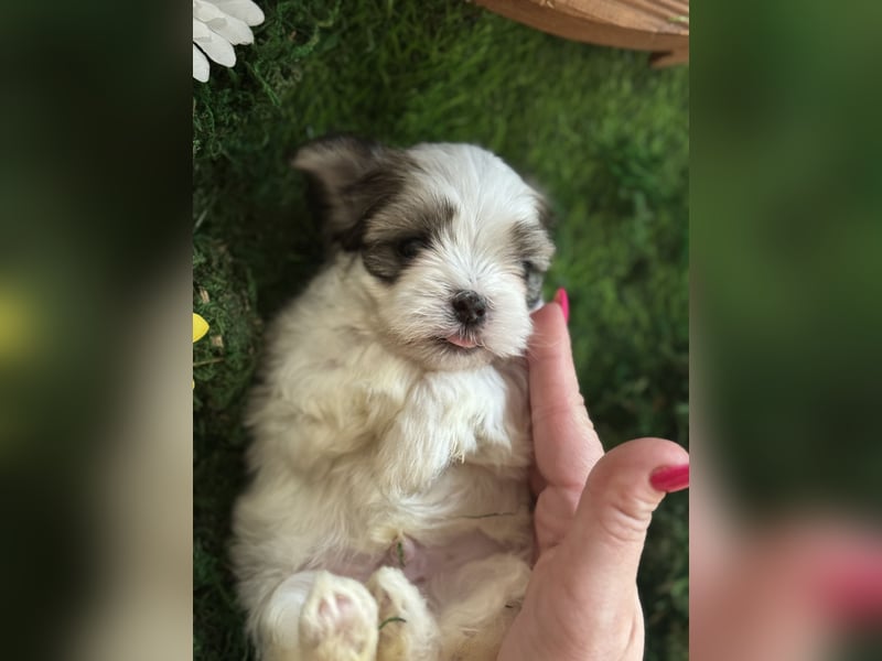 4 kleine Malteser/ Shi-Tzu Welpen suchen ein liebevolles Zuhause