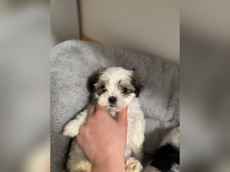 4 kleine Malteser/ Shi-Tzu Welpen suchen ein liebevolles Zuhause