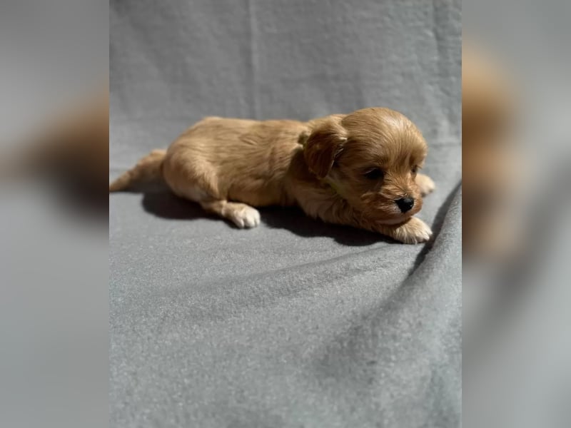 Maltipoo Welpen in Apricot