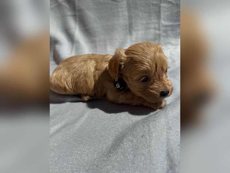Maltipoo Welpen in Apricot