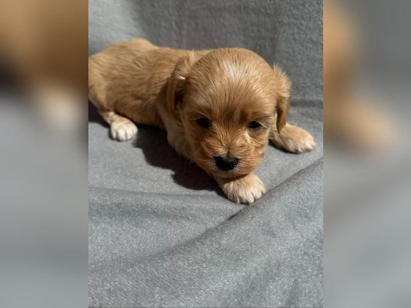 Maltipoo Welpen in Apricot