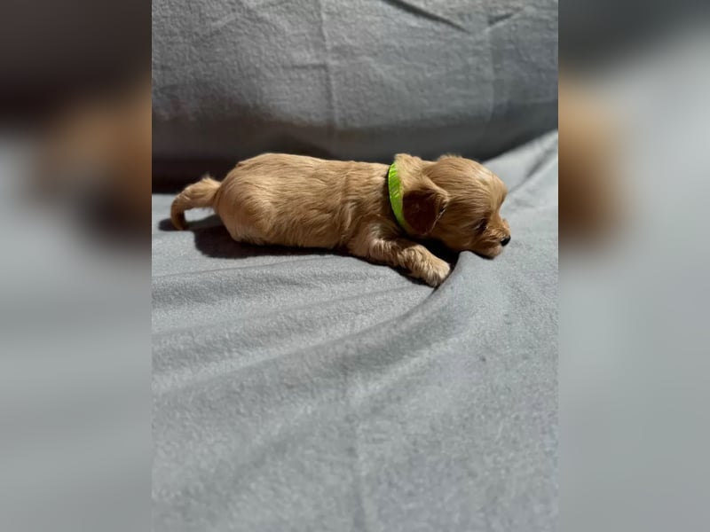 Maltipoo Welpen in Apricot