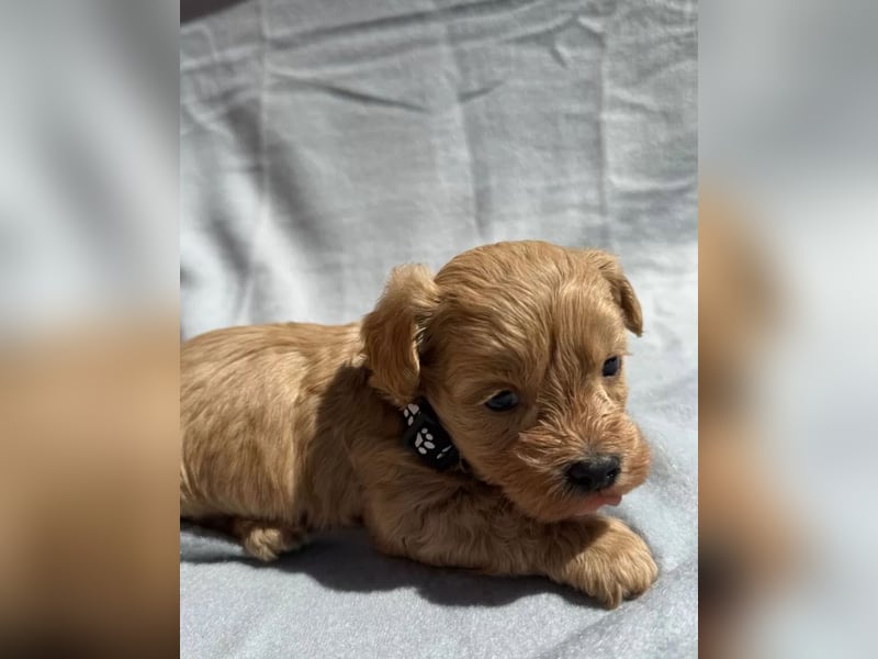Maltipoo Welpen in Apricot