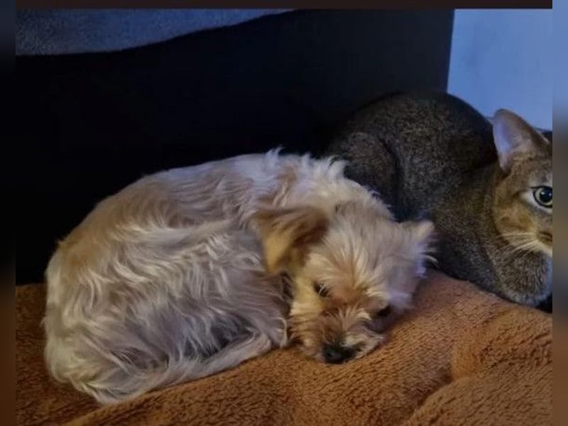 Odin ❤️ wartet in 86899 Landsberg am Lech