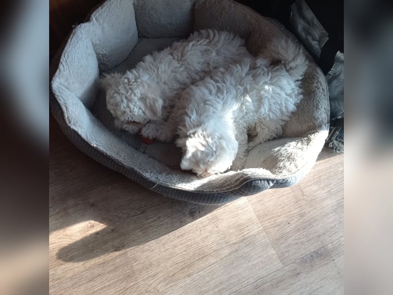 Malteser Welpen