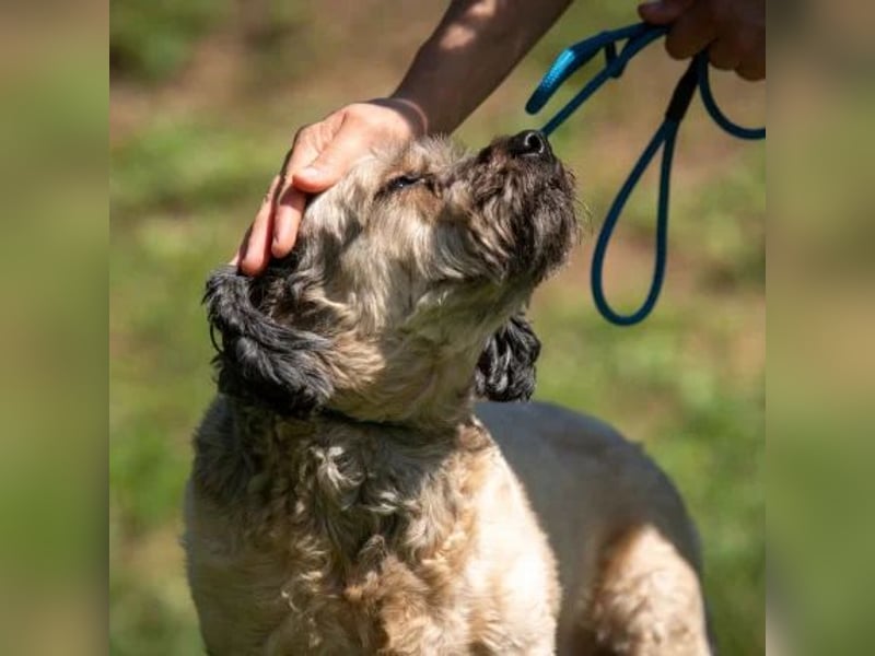 Baxter
