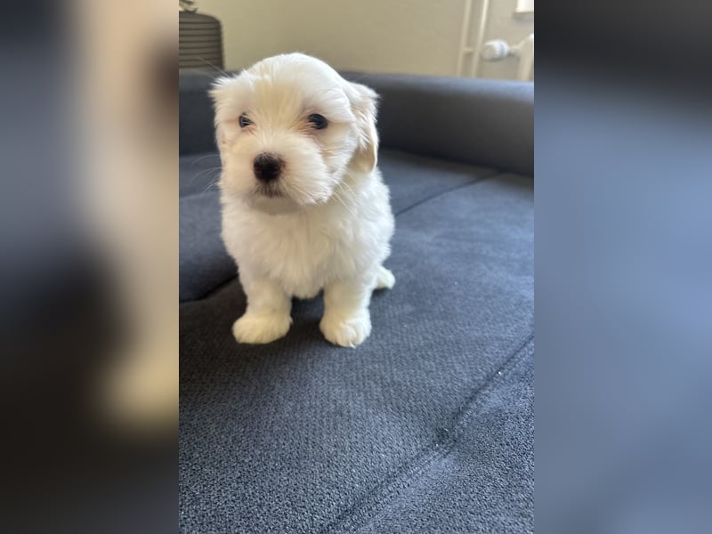 Maltese welpe