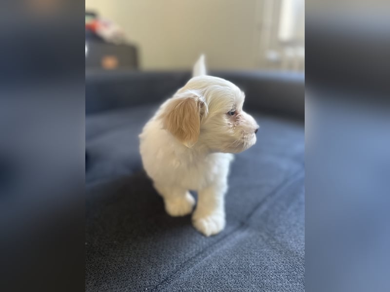 Maltese welpe