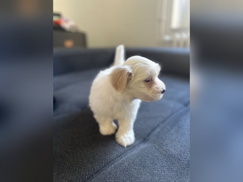Maltese welpe