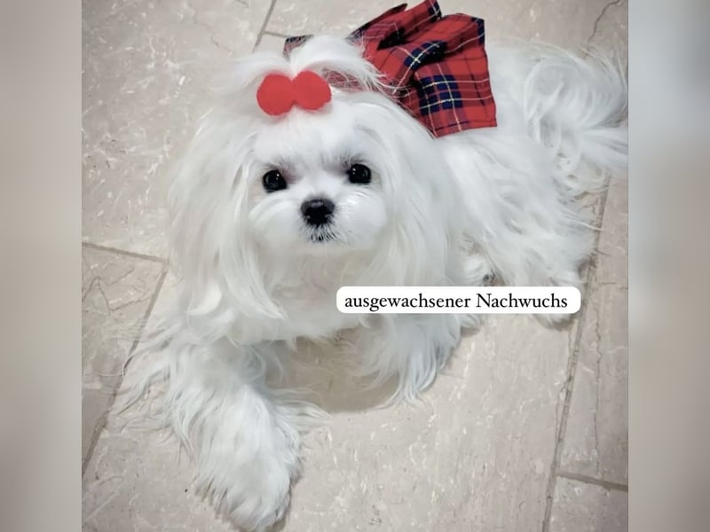 Malteser Welpen