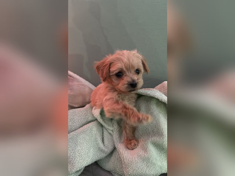 Maltipoo Welpen Malteser Zwergpudel mitte Mai Abgabe bereit