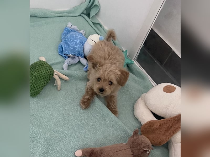 Maltipoo Welpen Malteser Zwergpudel mitte Mai Abgabe bereit