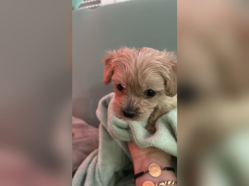Maltipoo Welpen Malteser Zwergpudel mitte Mai Abgabe bereit