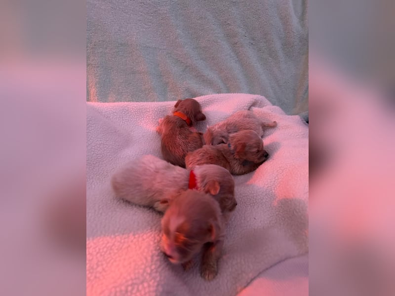 Maltipoo Welpen Malteser Zwergpudel mitte Mai Abgabe bereit