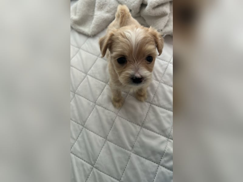 Maltipoo Welpen Malteser Zwergpudel mitte Mai Abgabe bereit
