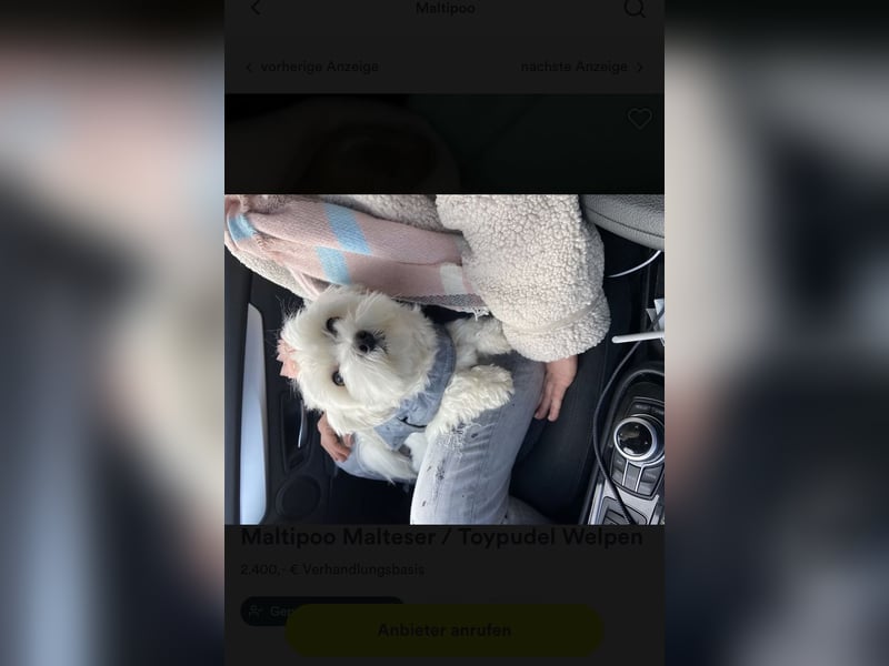 Maltipoo Welpen Malteser Zwergpudel mitte Mai Abgabe bereit