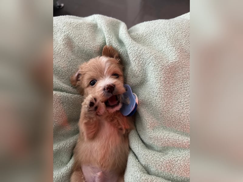 Maltipoo Welpen Malteser Zwergpudel mitte Mai Abgabe bereit