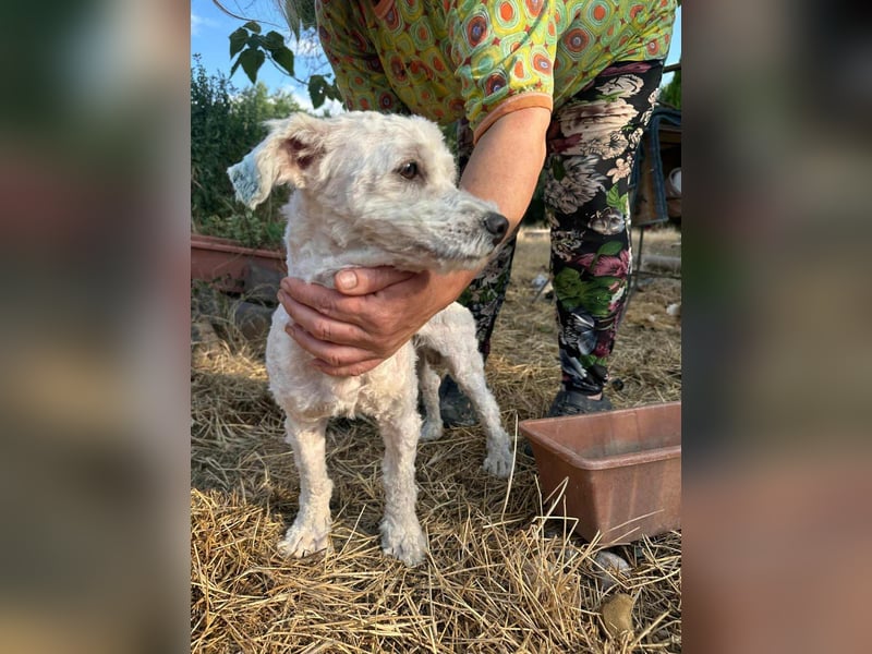 Kefir, geboren 20.04.2020, 29cm sucht sein Körbchen