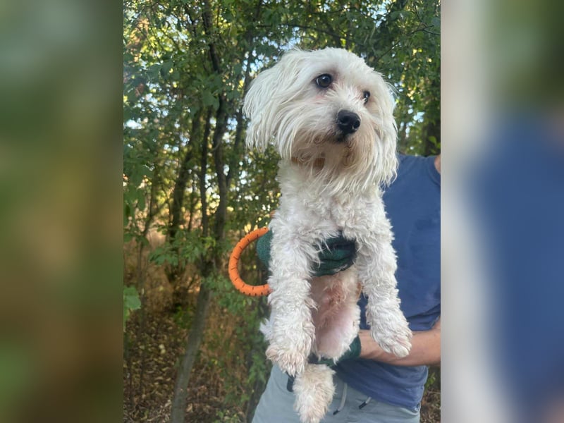 Casper, geboren 06.12.2023, 24cm sucht seine Menschen