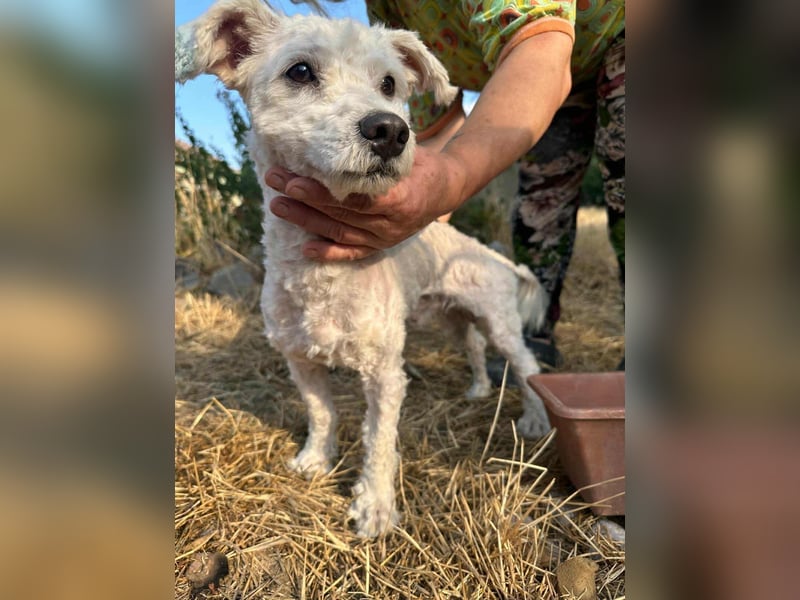 Kefir, geboren 20.04.2020, 29cm sucht sein Körbchen