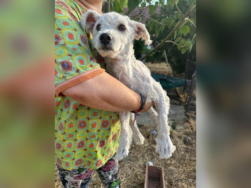 Kefir, geboren 20.04.2020, 29cm sucht sein Körbchen